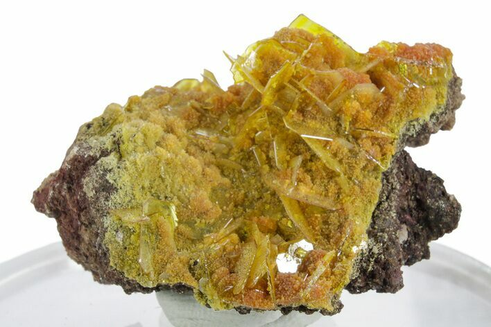 Botryoidal Orange Mimetite on Windowpane Wulfenite - Mexico #347997